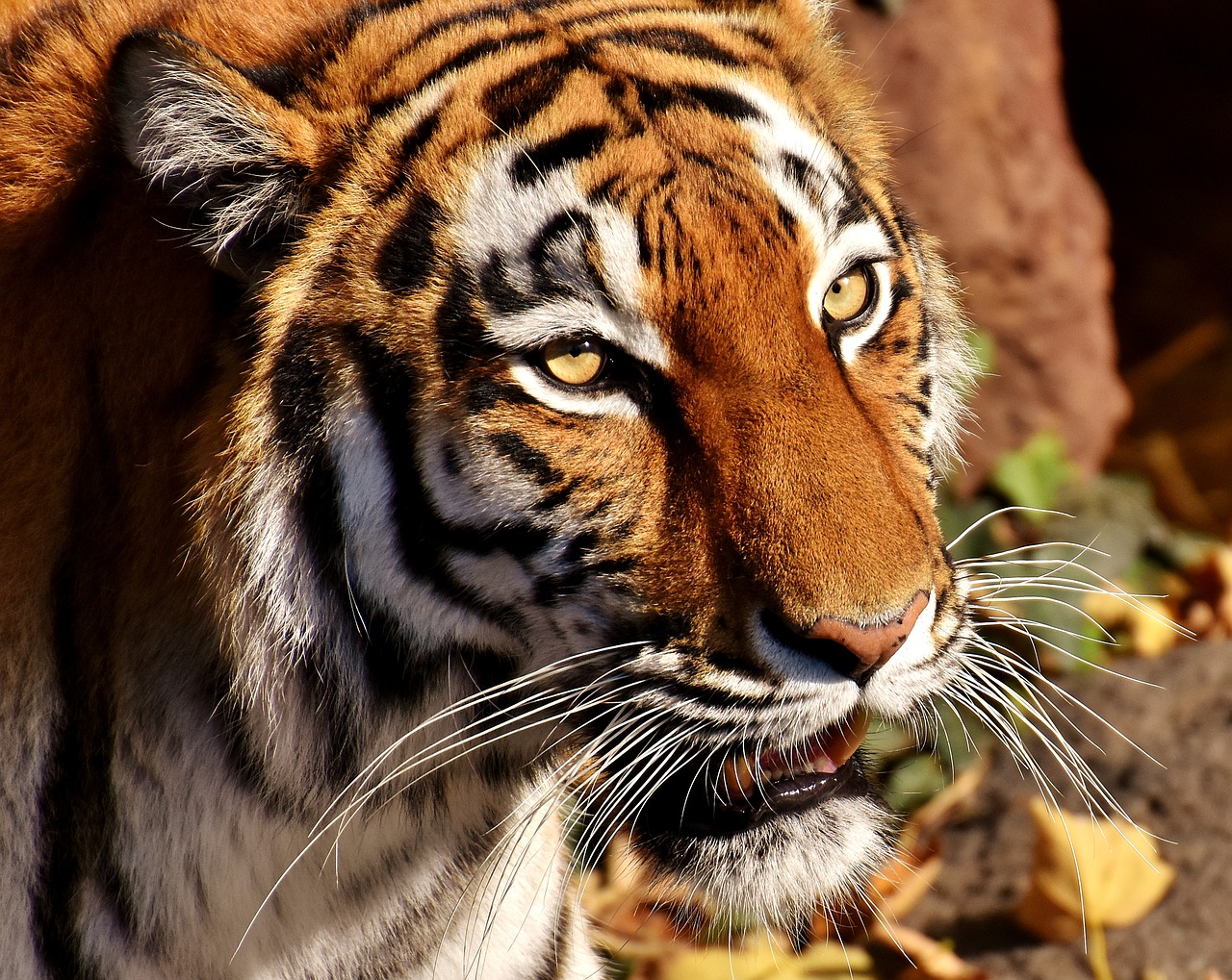 Tigras, Plėšrūnas, Moteris, Kailis, Gražus, Pavojingas, Katė, Laukinės Gamtos Fotografija, Gyvūnų Pasaulis, Tierpark Hellabrunn