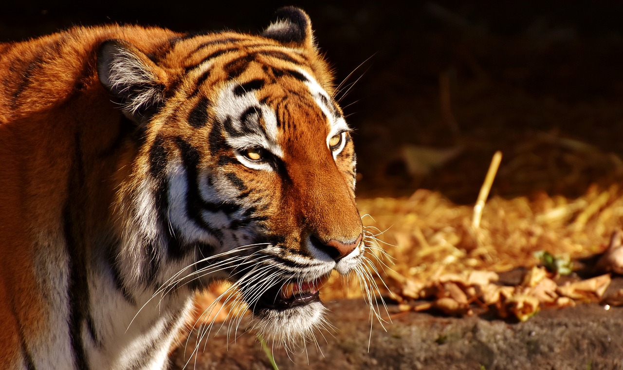 Tigras, Plėšrūnas, Moteris, Kailis, Gražus, Pavojingas, Katė, Laukinės Gamtos Fotografija, Gyvūnų Pasaulis, Tierpark Hellabrunn