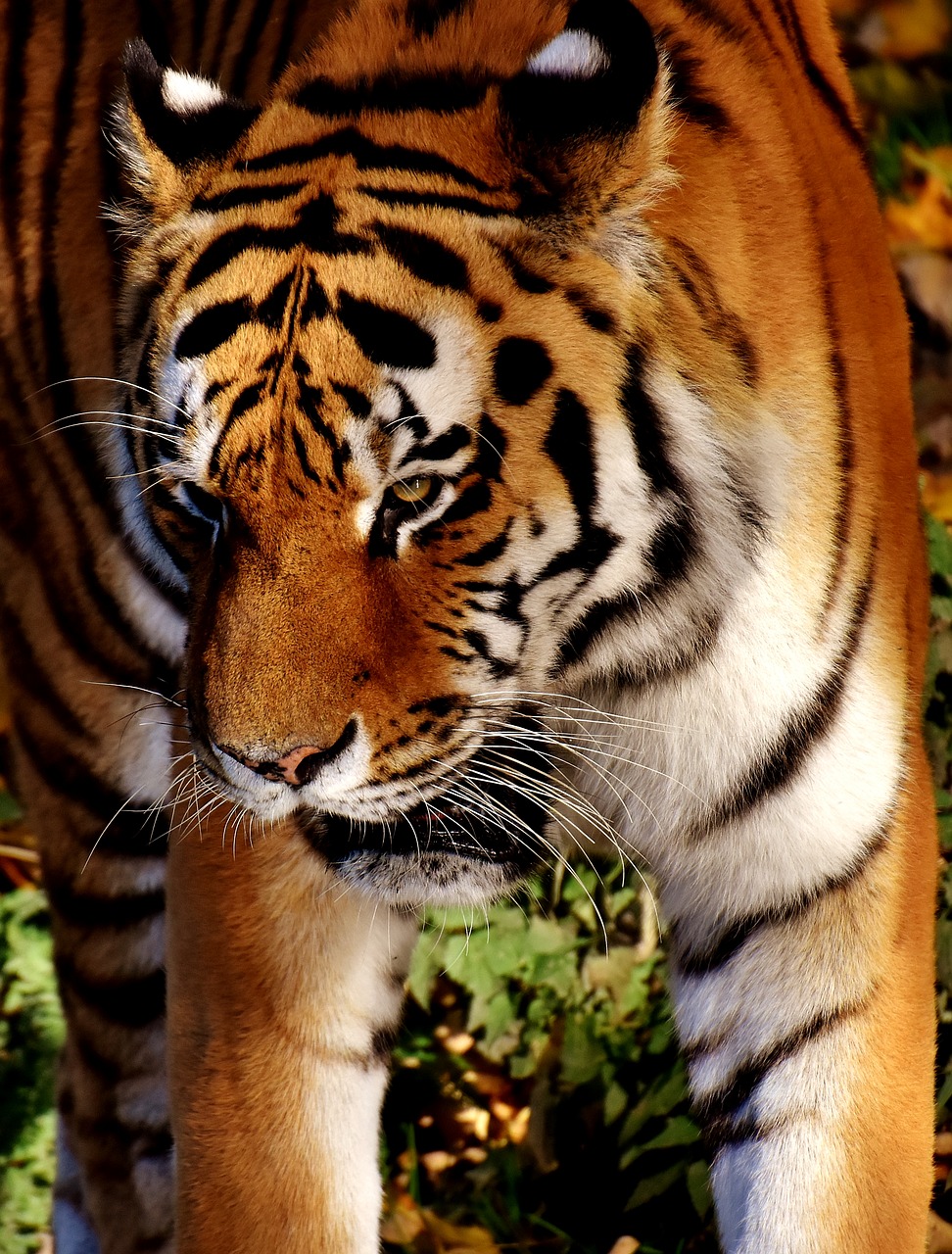 Tigras, Plėšrūnas, Kailis, Gražus, Pavojingas, Katė, Laukinės Gamtos Fotografija, Gyvūnų Pasaulis, Tierpark Hellabrunn, Munich