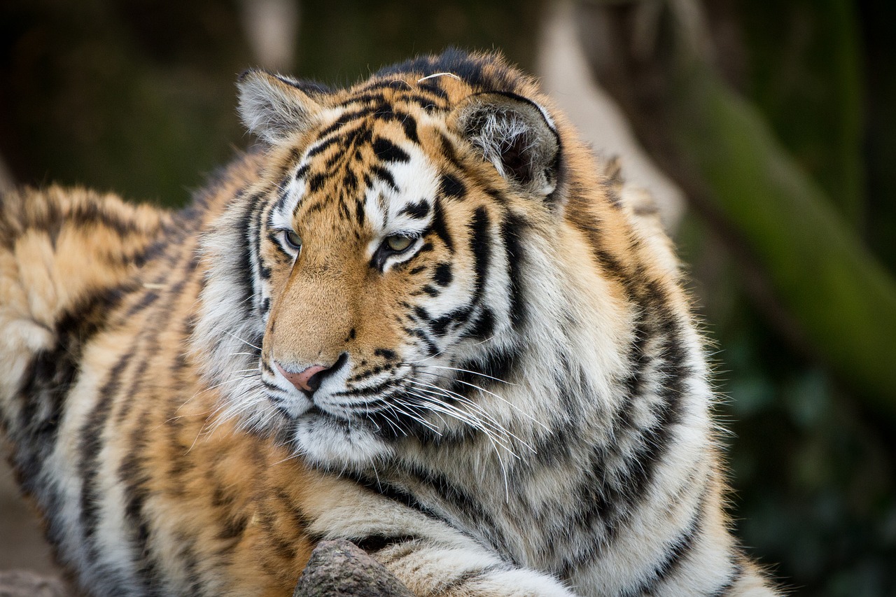 Tigras, Zoologijos Sodas, Kelnas, Gyvūnų Portretas, Tiergarten, Katė, Teleobjektyvas, Pavargęs, Nuobodžiaujantis, Nemokamos Nuotraukos