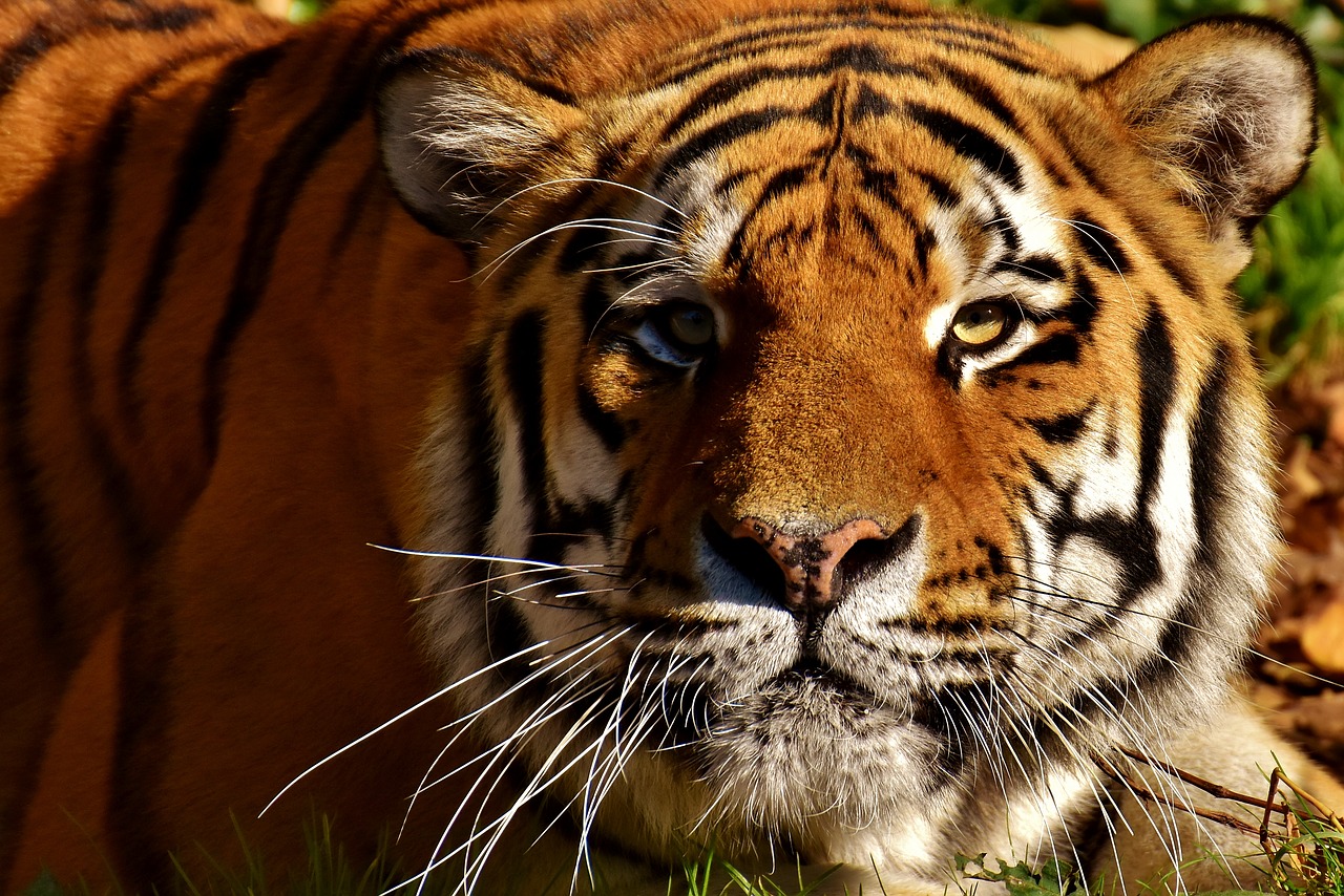 Tigras, Plėšrūnas, Pasislėpęs, Kailis, Gražus, Pavojingas, Katė, Laukinės Gamtos Fotografija, Gyvūnų Pasaulis, Tierpark Hellabrunn