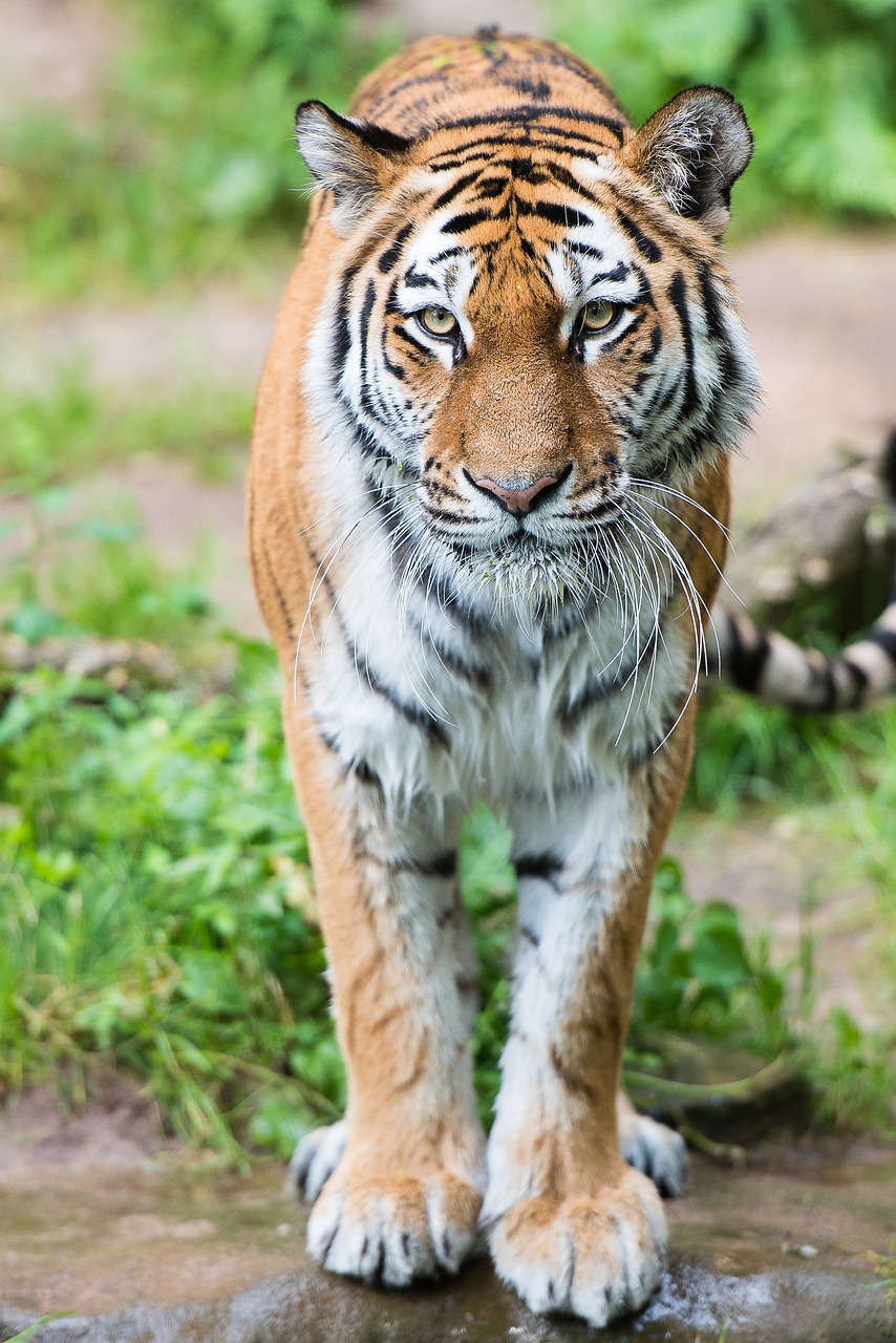 Tigras, Tiergarten, Niurnbergas, Didelė Katė, Plėšrūnas, Zoologijos Sodas, Tiergarten Nürnberg, Katė, Akys, Vaizdas