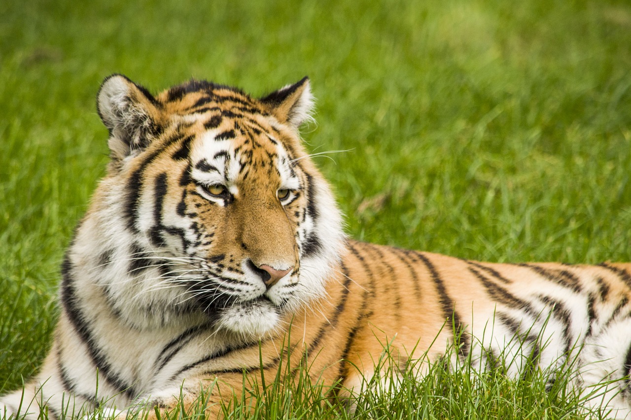 Tigras, Didelė Katė, Juostelės, Safari, Nemokamos Nuotraukos,  Nemokama Licenzija