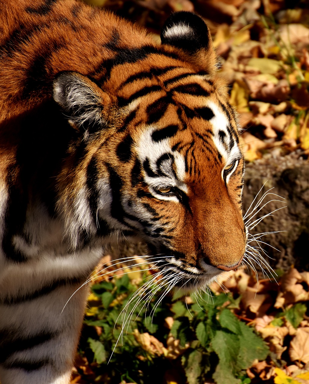 Tigras, Plėšrūnas, Pasislėpęs, Kailis, Gražus, Pavojingas, Katė, Laukinės Gamtos Fotografija, Gyvūnų Pasaulis, Tierpark Hellabrunn