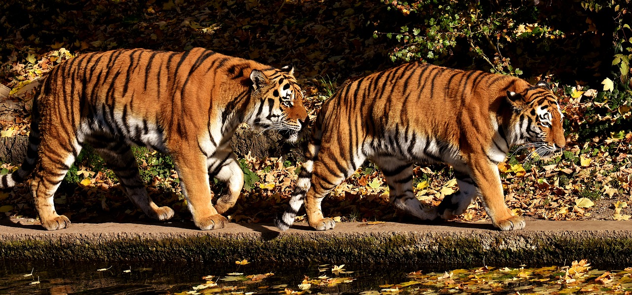 Tigras, Plėšrūnas, Pora, Kailis, Gražus, Pavojingas, Katė, Laukinės Gamtos Fotografija, Gyvūnų Pasaulis, Tierpark Hellabrunn