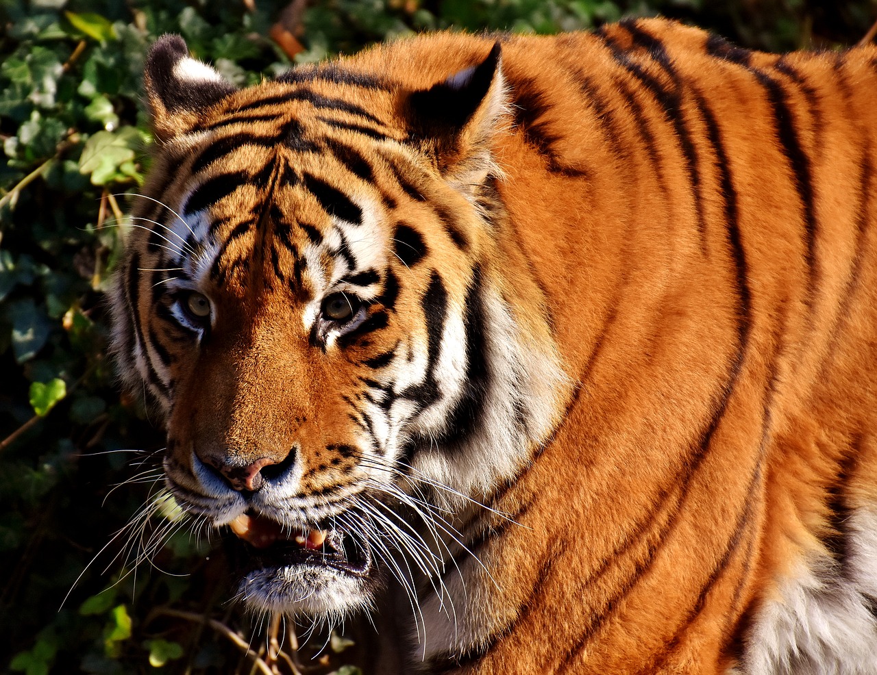 Tigras, Plėšrūnas, Pasislėpęs, Kailis, Gražus, Pavojingas, Katė, Laukinės Gamtos Fotografija, Gyvūnų Pasaulis, Tierpark Hellabrunn
