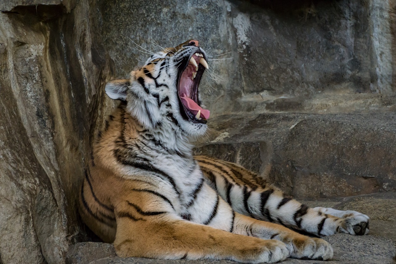 Tigras, Plėšrūnas, Katė, Didelė Katė, Zoologijos Sodas, Mėsėdžiai, Sibiro Tigras, Sumatrano Tigras, Amurtiger, Pavojingas