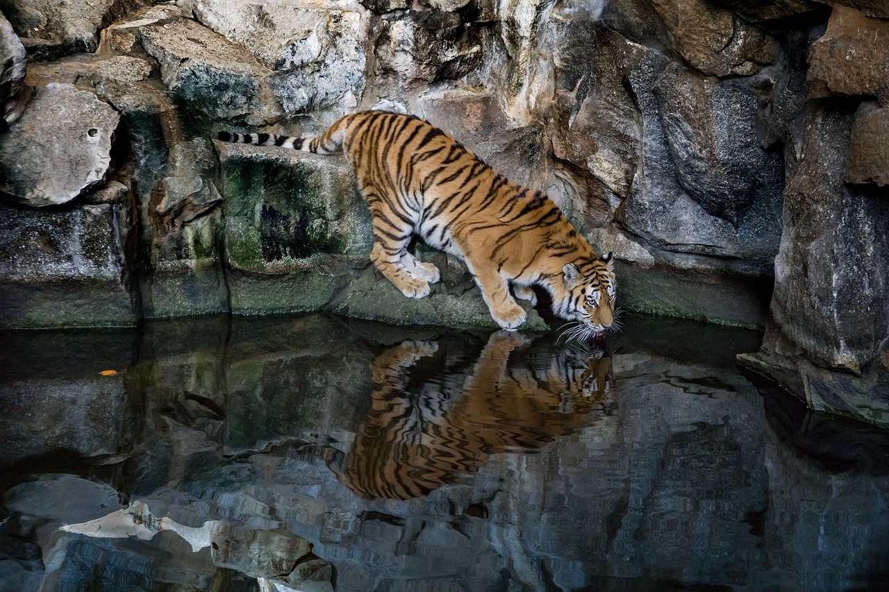 Tigras, Plėšrūnas, Katė, Didelė Katė, Pavojingas, Mėsėdžiai, Zoologijos Sodas, Sumatrano Tigras, Wildcat, Sibiro Tigras