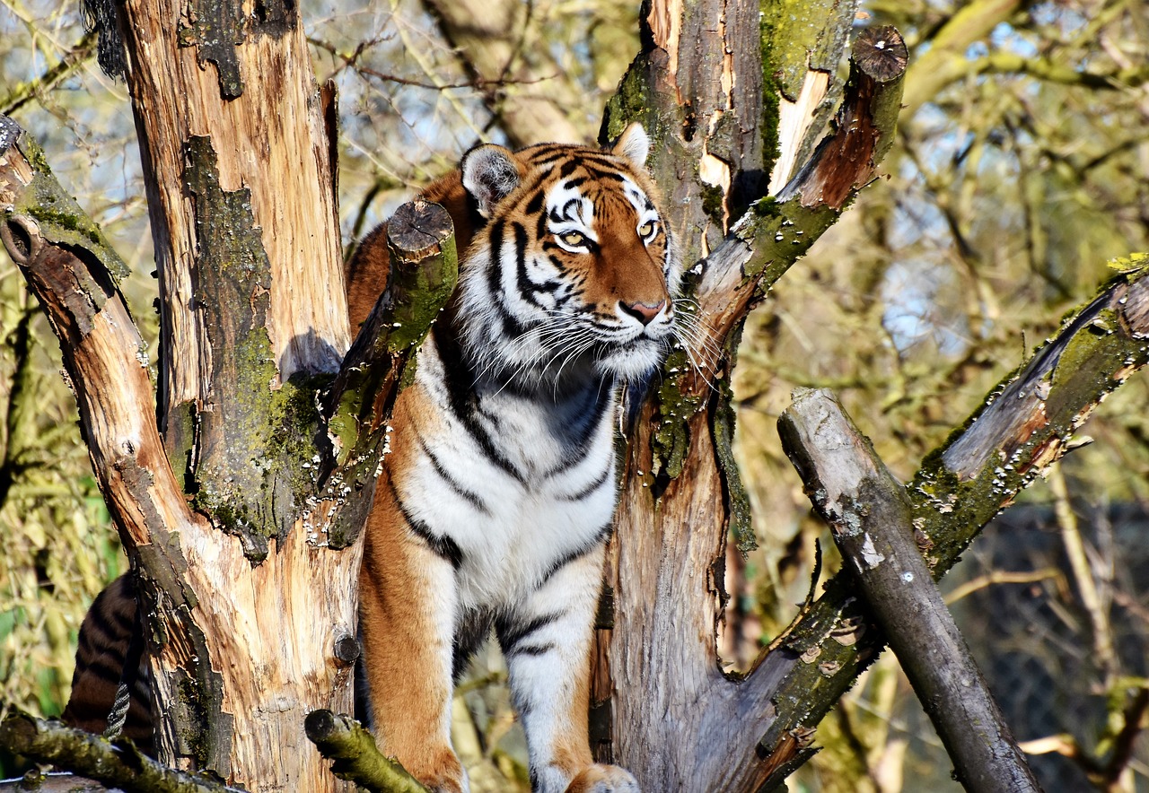 Tigras, Katė, Plėšrūnas, Wildcat, Didelė Katė, Pavojingas, Kilnus, Didingas, Gyvūnų Pasaulis, Zoologijos Sodas