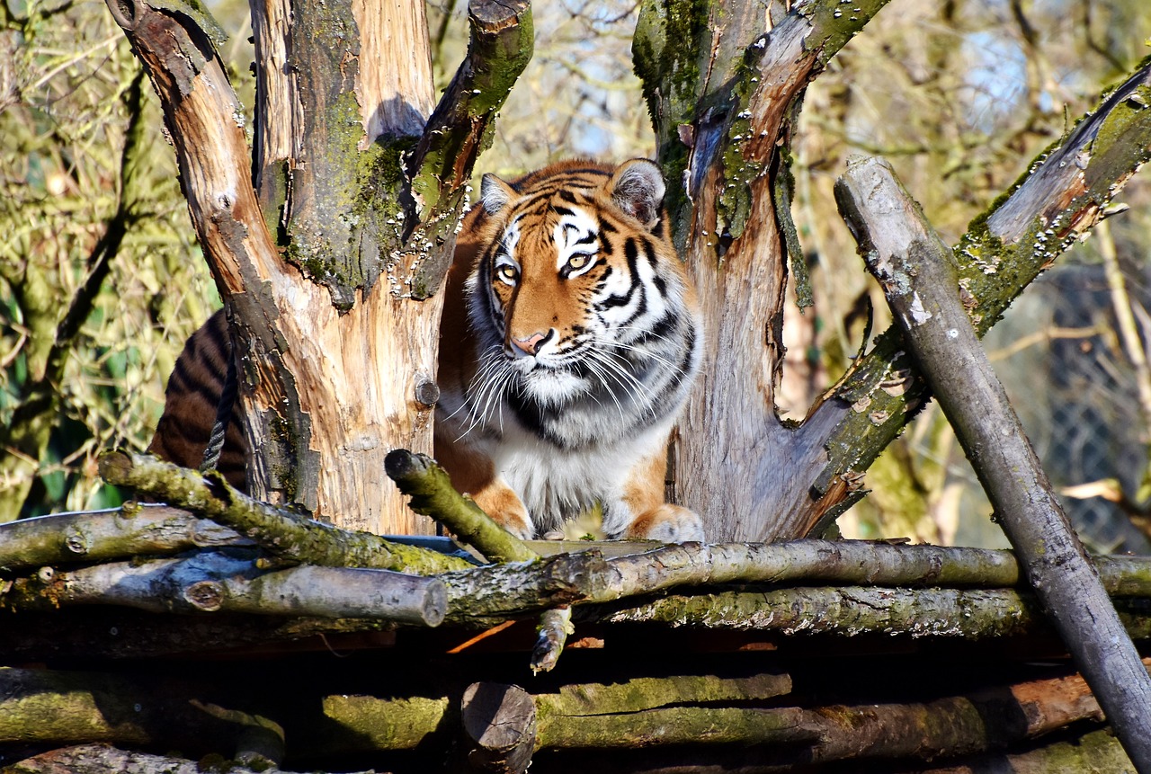 Tigras, Katė, Plėšrūnas, Wildcat, Didelė Katė, Pavojingas, Kilnus, Didingas, Gyvūnų Pasaulis, Zoologijos Sodas