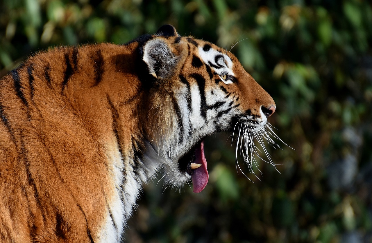 Tigras, Plėšrūnas, Žiovulys, Kailis, Gražus, Pavojingas, Katė, Laukinės Gamtos Fotografija, Gyvūnų Pasaulis, Tierpark Hellabrunn