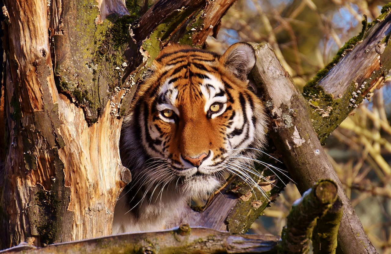 Tigras, Plėšrūnas, Pasislėpęs, Kailis, Gražus, Pavojingas, Katė, Laukinės Gamtos Fotografija, Gyvūnų Pasaulis, Tierpark Hellabrunn