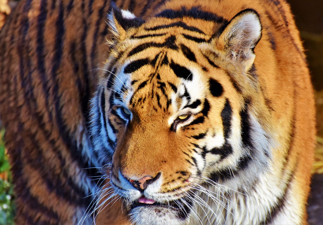 Tigras, Katė, Plėšrūnas, Wildcat, Didelė Katė, Pavojingas, Kilnus, Didingas, Gyvūnų Pasaulis, Zoologijos Sodas