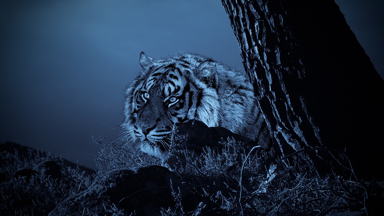 Tigras, Medžioklė, Žiūri, Laukimas, Gamta, Lauke, Tamsi, Panoraminis, Laukinė Gamta, Medis