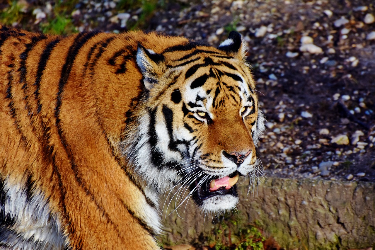 Tigras, Katė, Plėšrūnas, Wildcat, Didelė Katė, Tigro Galva, Liežuvis, Pavojingas, Kilnus, Didingas