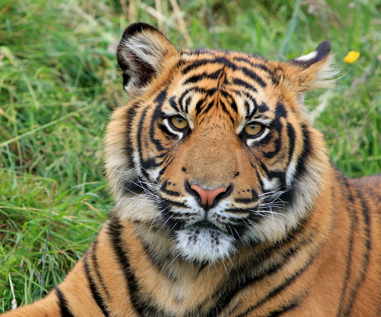 Tigras, Sumatranas, Gyvūnas, Laukiniai, Laukinė Gamta, Katė, Didelis, Gražus, Veidas, Nemokamos Nuotraukos