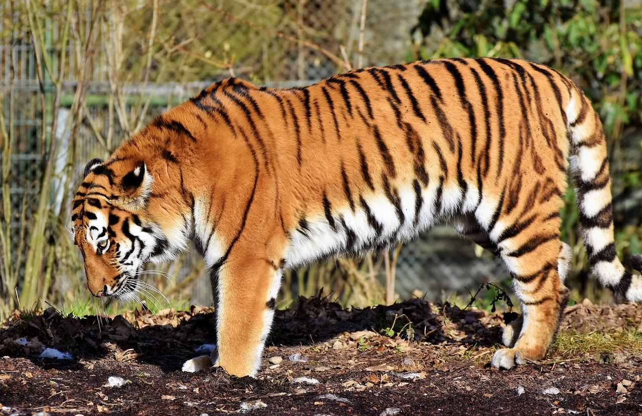 Tigras,  Katė,  Plėšrūnas,  Wildcat,  Didelė Katė,  Tigro Galva,  Liežuvis,  Pavojingas,  Kilnus,  Didingas