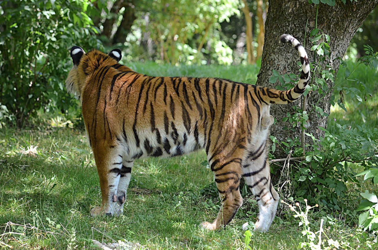 Tigras,  Sibiro Tigras,  Gyvulys,  Juostelės,  Asija,  Vyras,  Didelė Katė,  Katė,  Ženklas,  Laukiniai