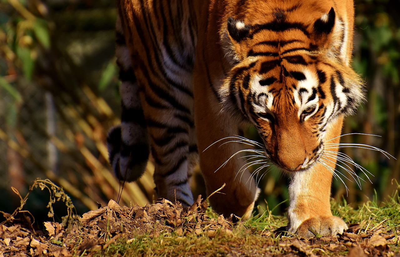 Tigras,  Katė,  Plėšrūnas,  Wildcat,  Pavojingas,  Didelė Katė,  Zoologijos Sodas,  Gyvūnai,  Gamta,  Tiergarten
