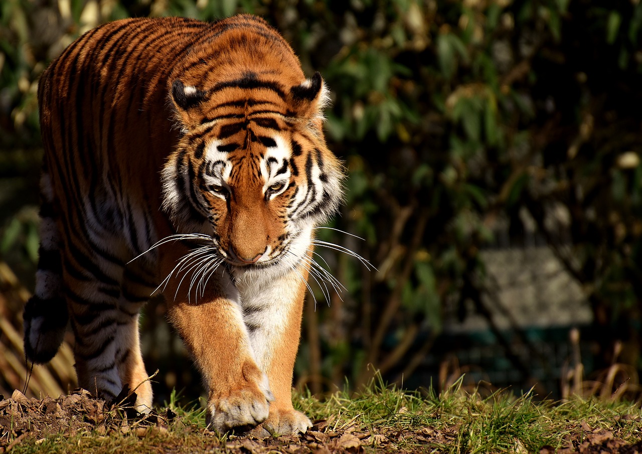 Tigras,  Katė,  Plėšrūnas,  Wildcat,  Pavojingas,  Didelė Katė,  Zoologijos Sodas,  Gyvūnai,  Gamta,  Tiergarten