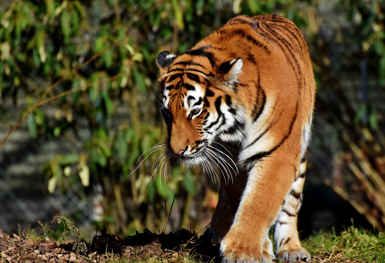 Tigras,  Katė,  Plėšrūnas,  Wildcat,  Didelė Katė,  Tigro Galva,  Liežuvis,  Pavojingas,  Kilnus,  Didingas