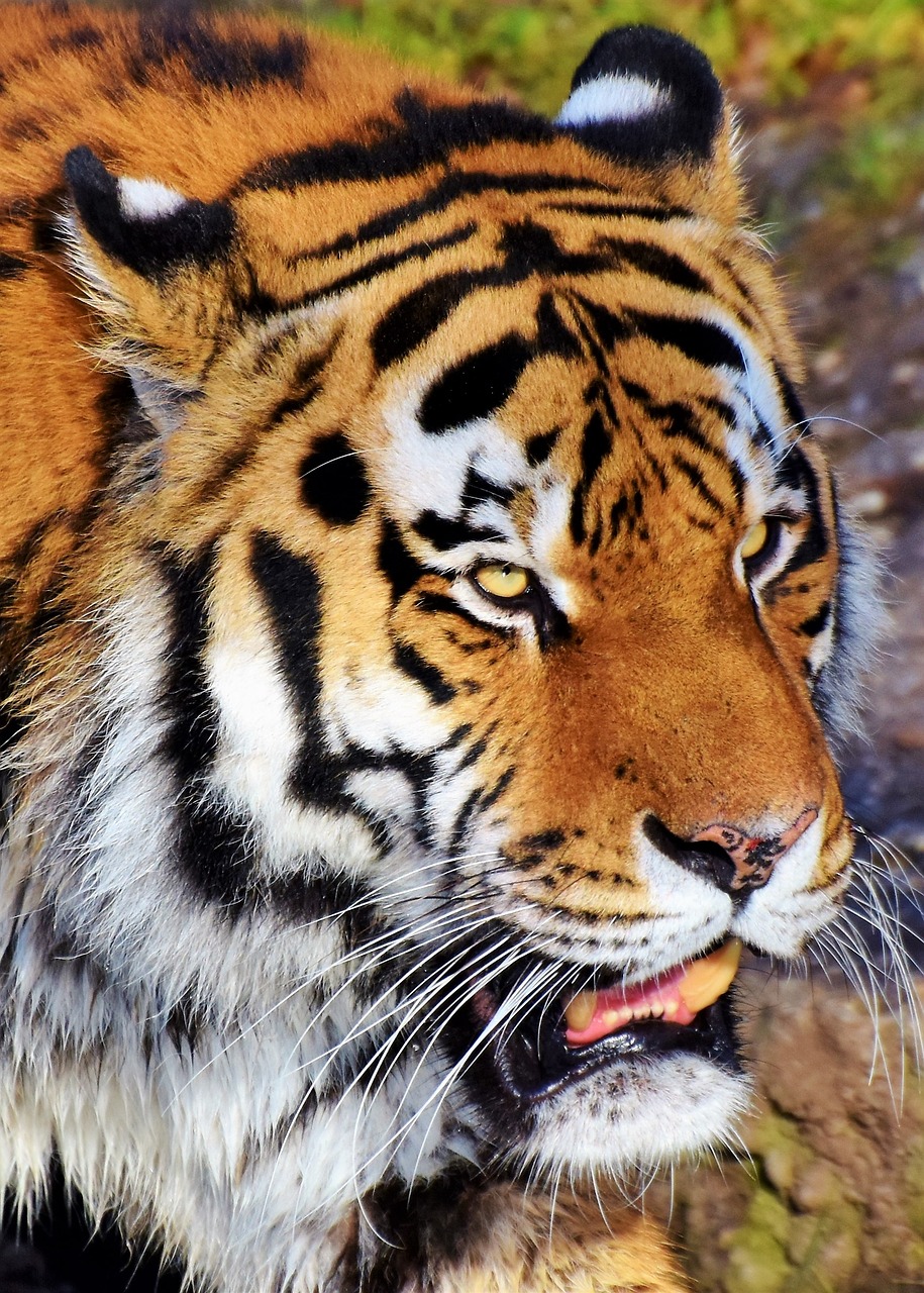 Tigras,  Tigro Galva,  Didelė Katė,  Katė,  Plėšrūnas,  Wildcat,  Pavojingas,  Sibiro Tigras,  Ūsai,  Didingas