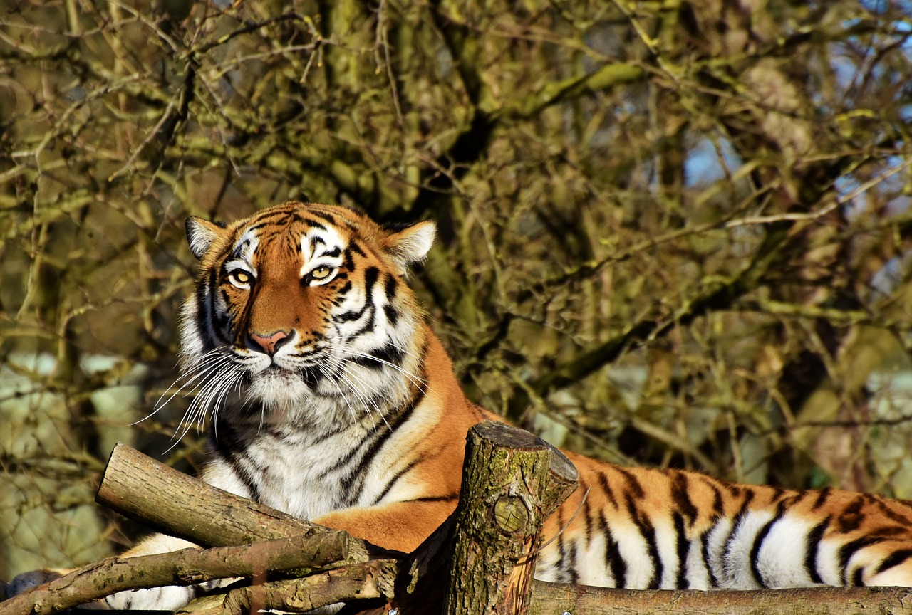 Tigras,  Sibiro Tigras,  Didelė Katė,  Predator,  Mėsėdžiai,  Wildcat,  Pavojinga,  Zoo,  Gyvūnas,  Tierpark Hellabrunn