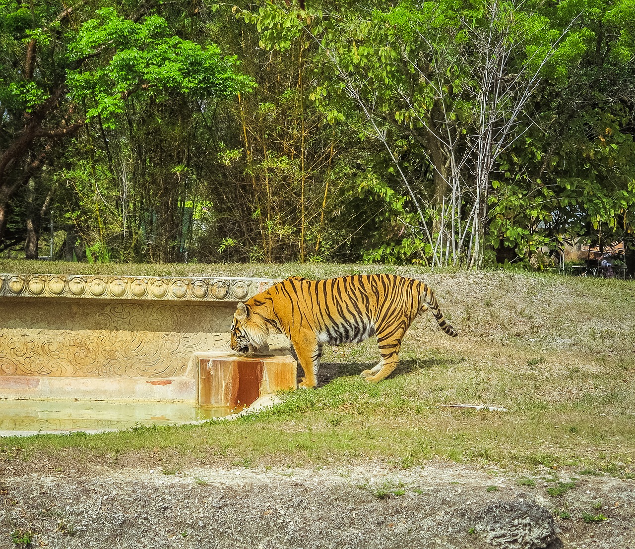 Tigras,  Zoo,  Laukinių Kačių,  Gyvūnas,  Pobūdį,  Žinduoliai,  Predator,  Laukinės Katės,  Katė,  Juostelės