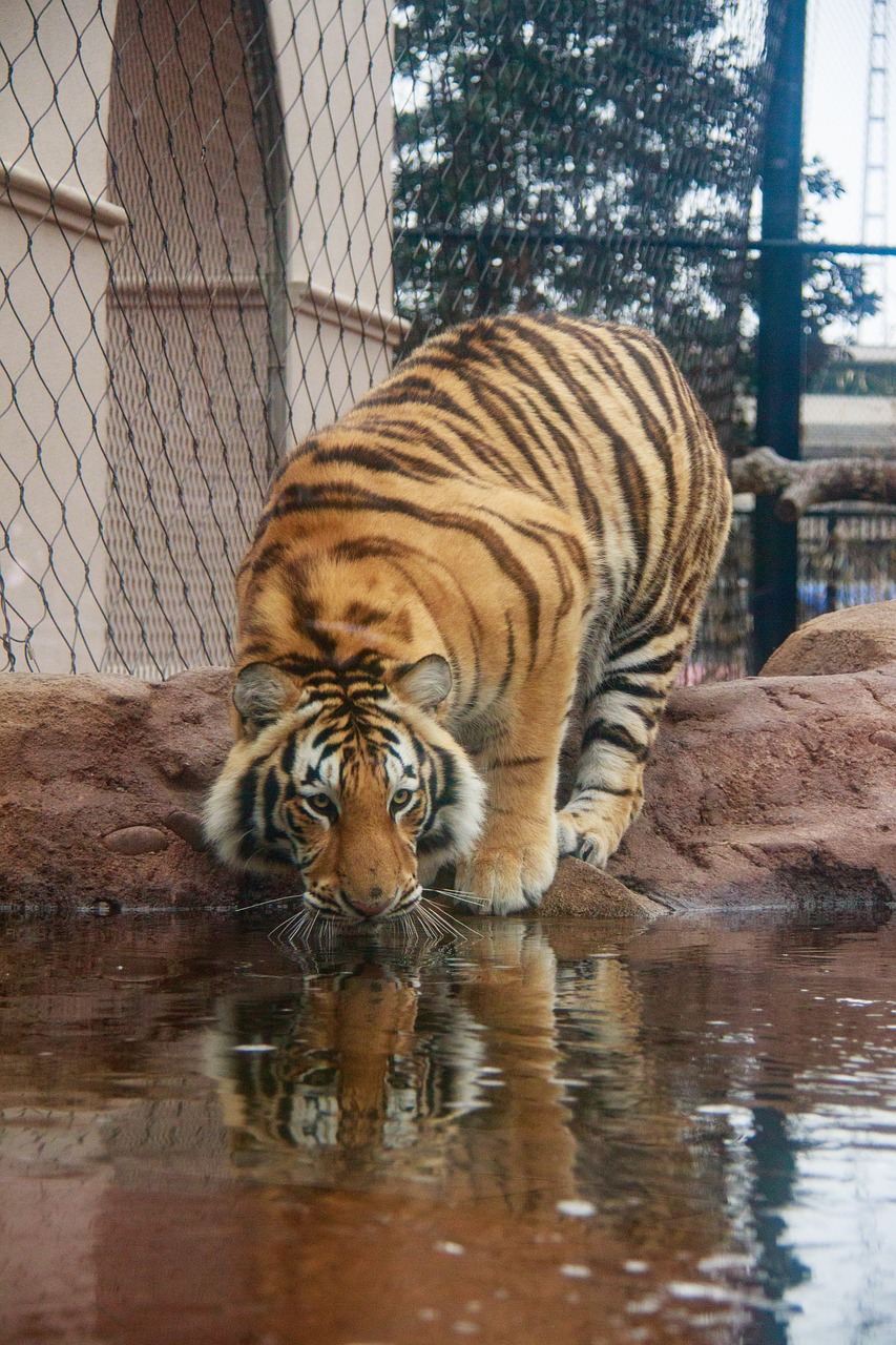 Tigras,  Atspindys,  Katė,  Sibiro,  Bengalija, Nemokamos Nuotraukos,  Nemokama Licenzija