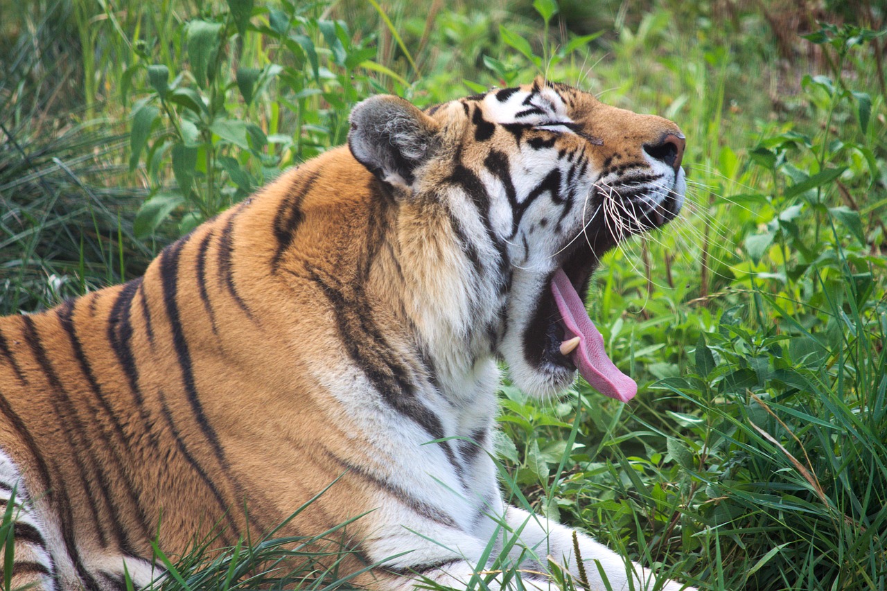 Tigras,  Gyvūnas,  Zoo,  Žiovauja,  Katė,  Žinduolis,  Kailiai,  Mielas, Nemokamos Nuotraukos,  Nemokama Licenzija