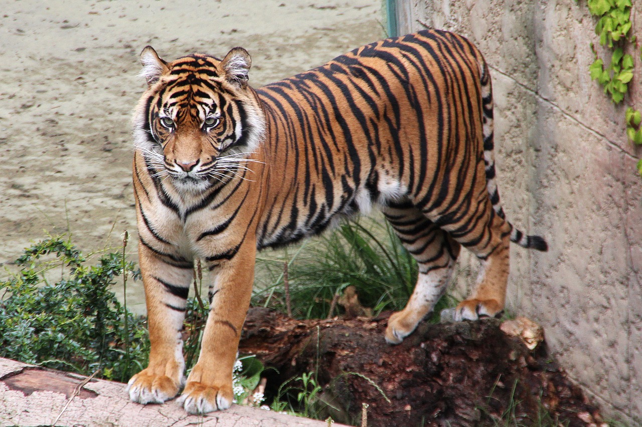 Tigras,  Zoo,  Predator,  Gyvūnijos Pasaulyje,  Wildcat,  Katė,  Pobūdį,  Didelė Katė,  Pavojinga,  Juostelės