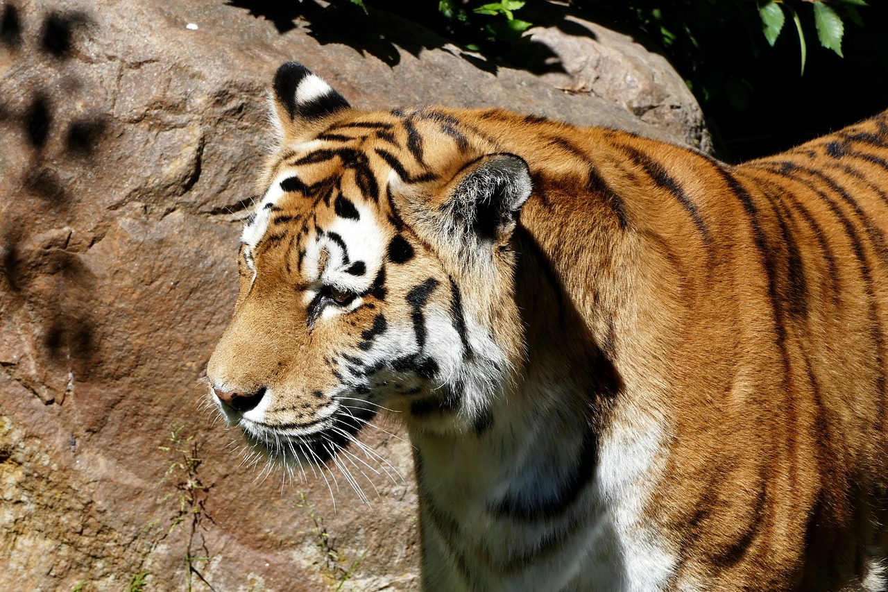 Tigras,  Zoo,  Predator,  Wildcat,  Pavojinga,  Mėsėdžiai,  Didelė Katė,  Kriokimas,  Gyvūnijos Pasaulyje,  Gyvūnas