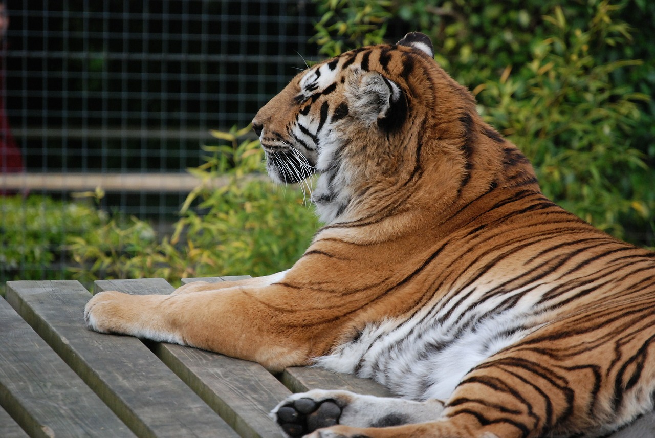 Tigras, Didelė Katė, Kačių, Iš Arti, Gražus, Poilsio, Žmogus-Eateras, Zoologijos Sodas, Laukinė Gamta, Nemokamos Nuotraukos