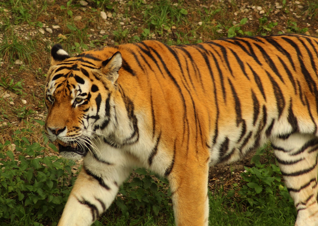Tigras,  Didelė Katė,  Pavojinga,  Gyvūnijos Pasaulyje,  Gražus,  Zoo,  Mėsėdžiai,  Pasididžiavimas,  Ūsai, Nemokamos Nuotraukos