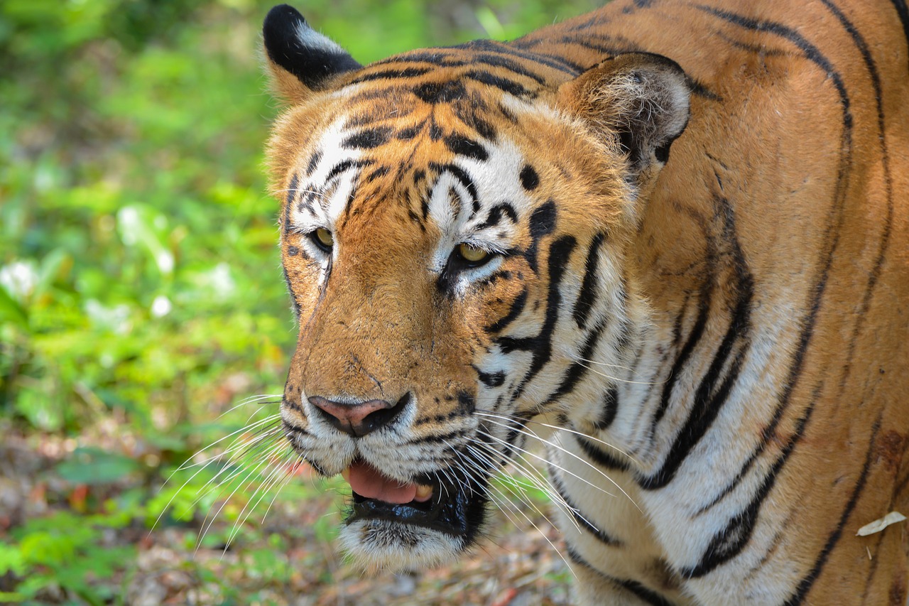 Tigras,  Parkas,  Zoo,  Bannerghatta,  Indija,  Wildcat,  Pobūdį,  Gyvūnijos,  Predator,  Didelė Katė