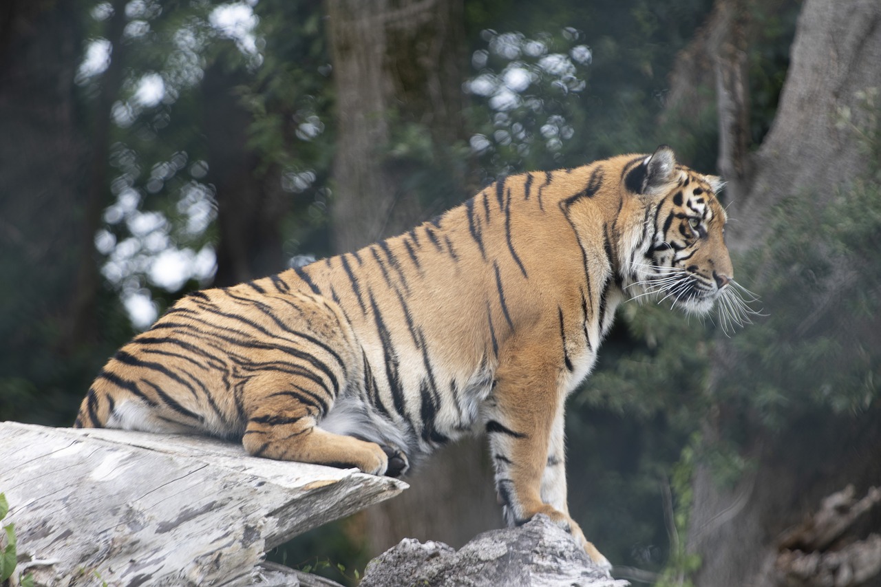 Tigras,  Airija Zoo,  Gyvūnijos,  Gyvūnas,  Pobūdį,  Parkas,  Laukinių,  Žinduolis,  Katė,  Zoo