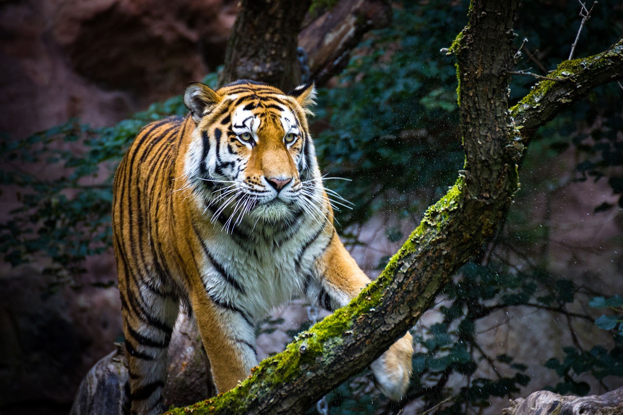 Tigras,  Gyvūnijos,  Predator,  Pobūdį,  Pavojinga,  Gyvūnijos Pasaulyje,  Katė,  Gyvūnų Portretas,  Zoo,  Laukinių