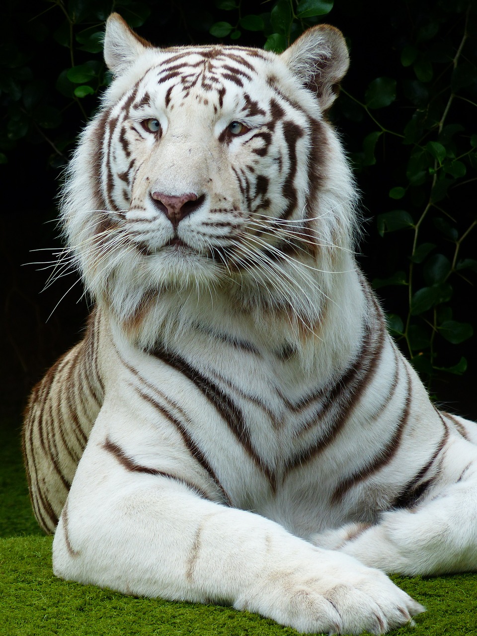 Tigras, Veidas, Portretas, Didingas, Baltos Bengalijos Tigras, Plėšrūnas, Katė, Pavojingas, Wildcat, Didelė Katė