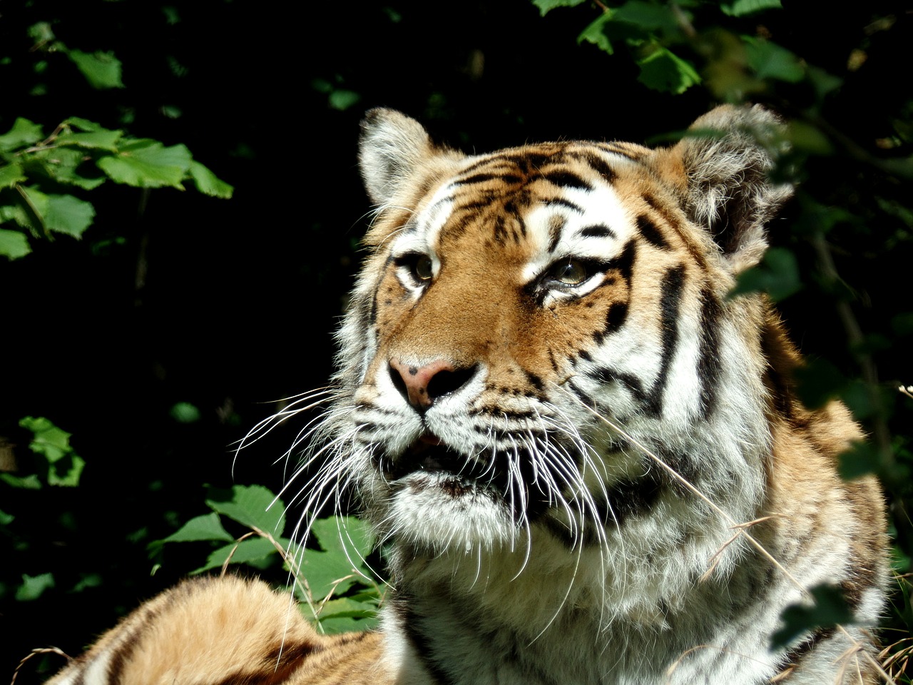 Tigras, Katė, Plėšrūnas, Didelė Katė, Parkas, Knuth Borg, Safario Parkas, Uždaryti, Oglė, Nemokamos Nuotraukos