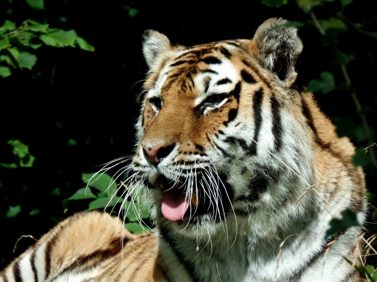 Tigras, Katė, Plėšrūnas, Didelė Katė, Parkas, Knuth Borg, Safario Parkas, Uždaryti, Oglė, Nemokamos Nuotraukos
