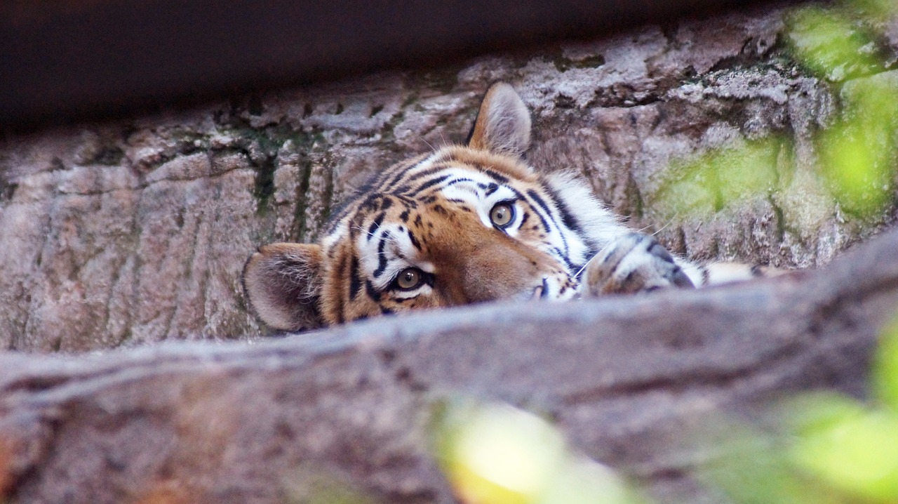 Tigras, Katė, Tiergarten, Nemokamos Nuotraukos,  Nemokama Licenzija