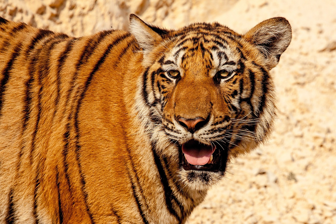 Tigras, Gyvūnas, Laukiniai, Laukinė Gamta, Gamta, Katė, Tailandas, Wildcat, Plėšrūnas, Manater