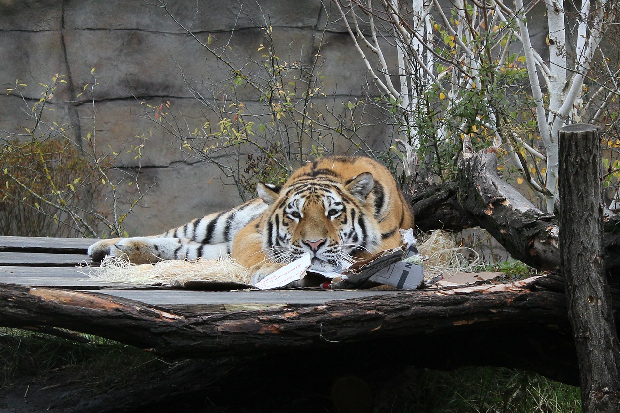 Tigras, Krūmas, Gyvūnas, Zoologijos Sodas, Mediena, Oranžinė, Ruda, Dažymas, Derliaus Fotografavimas, Medinis