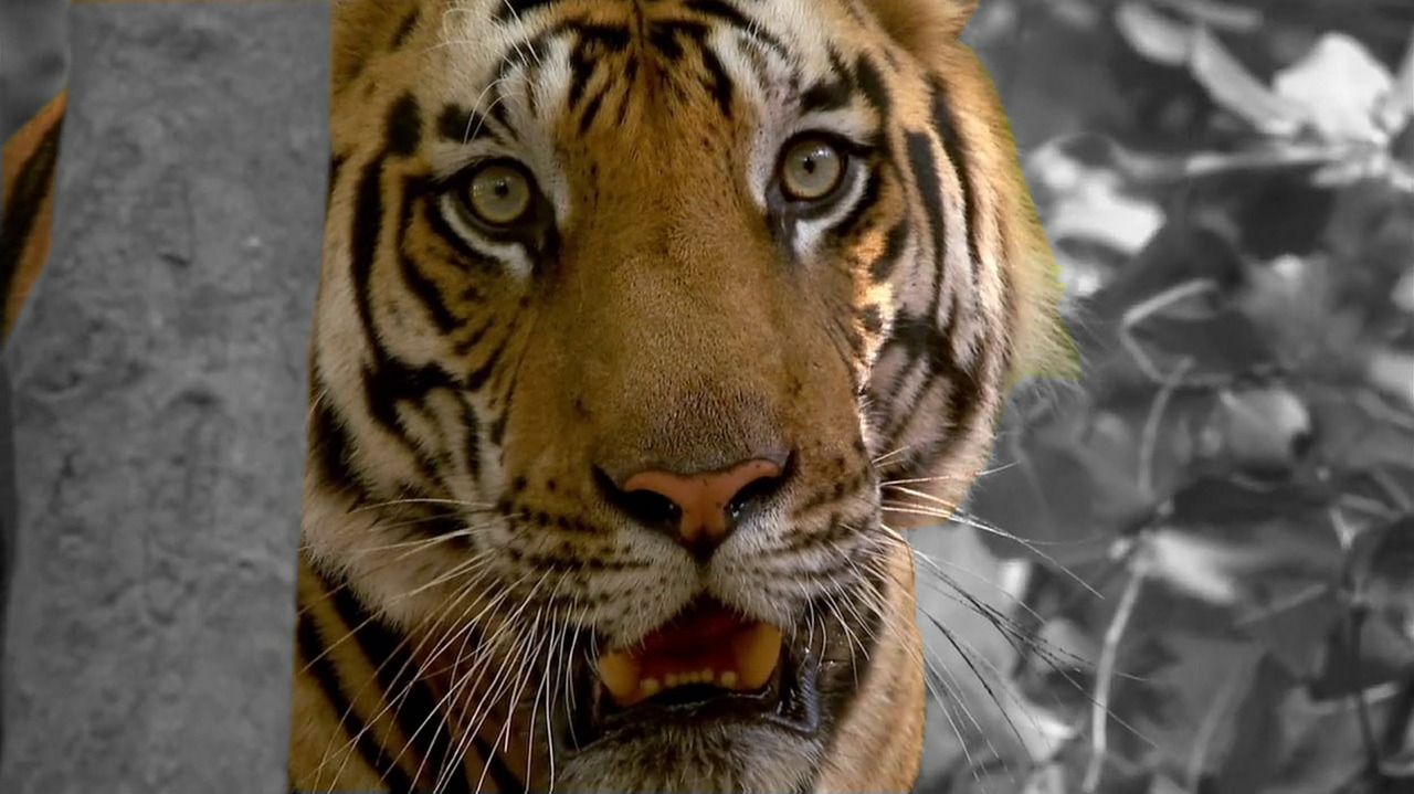 Tigras, Katė, Zoologijos Sodas, Plėšrūnas, Gyvūnai, Padaras, Pavojingas, Panthera Tigris, Nemokamos Nuotraukos,  Nemokama Licenzija