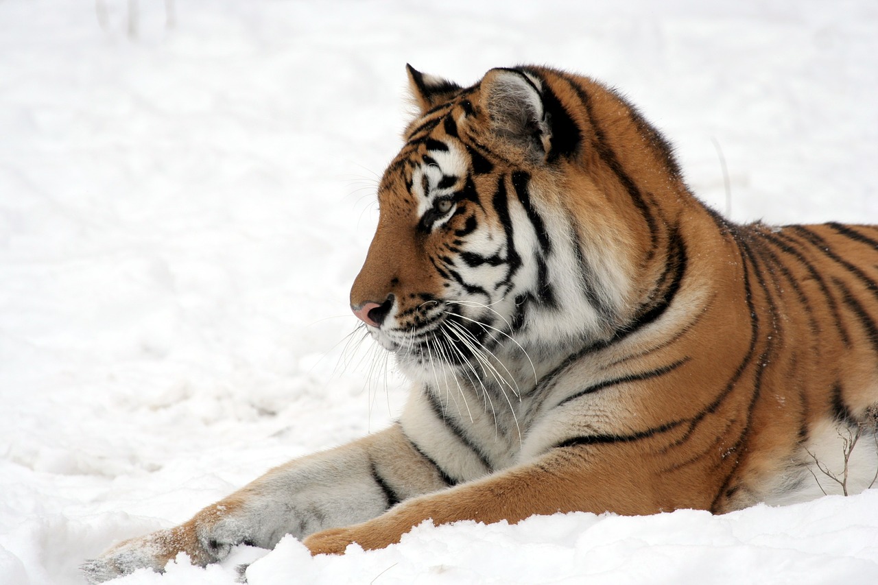 Tigras, Sniegas, Zoologijos Sodas, Didelė Katė, Kačių, Žiema, Panthera Tigris Altaica, Juostelės, Plėšrūnas, Nykstantis