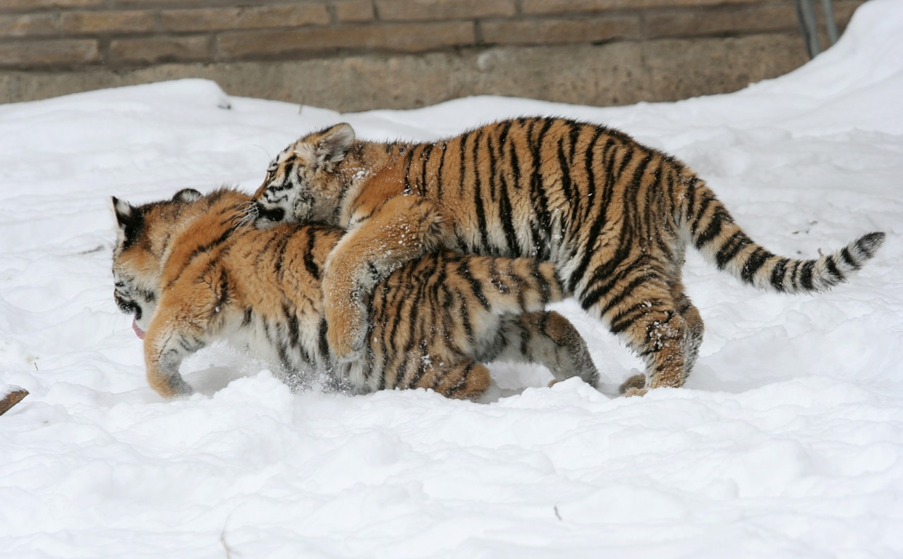 Tigras, Žaisti, Sniegas, Didelės Katės, Kačių, Žiema, Zoologijos Sodas, Juostelės, Plėšrūnas, Nykstantis
