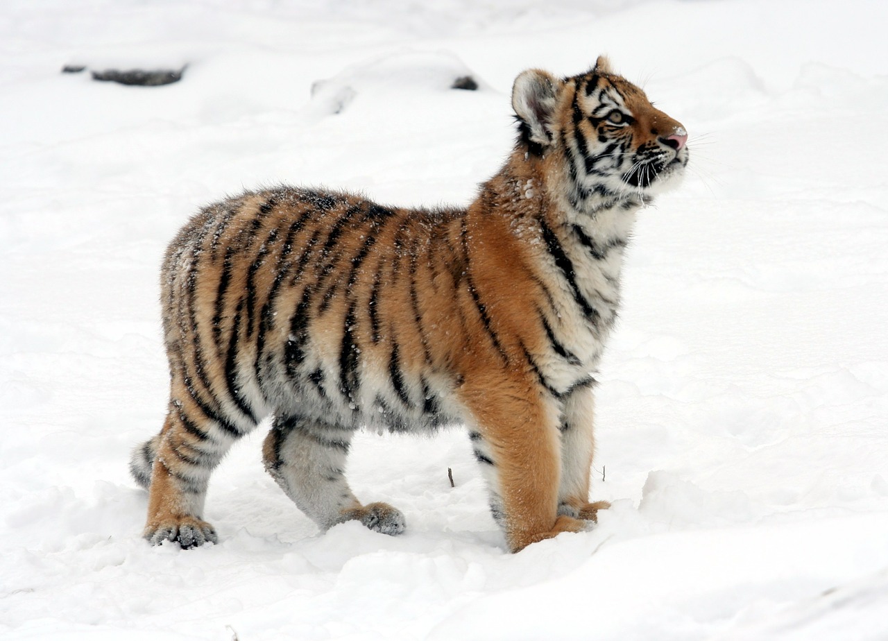 Tigras, Tigro Kubas, Sniegas, Žiema, Žiūri, Žaismingas, Gamta, Didelė Katė, Kačių, Kailis