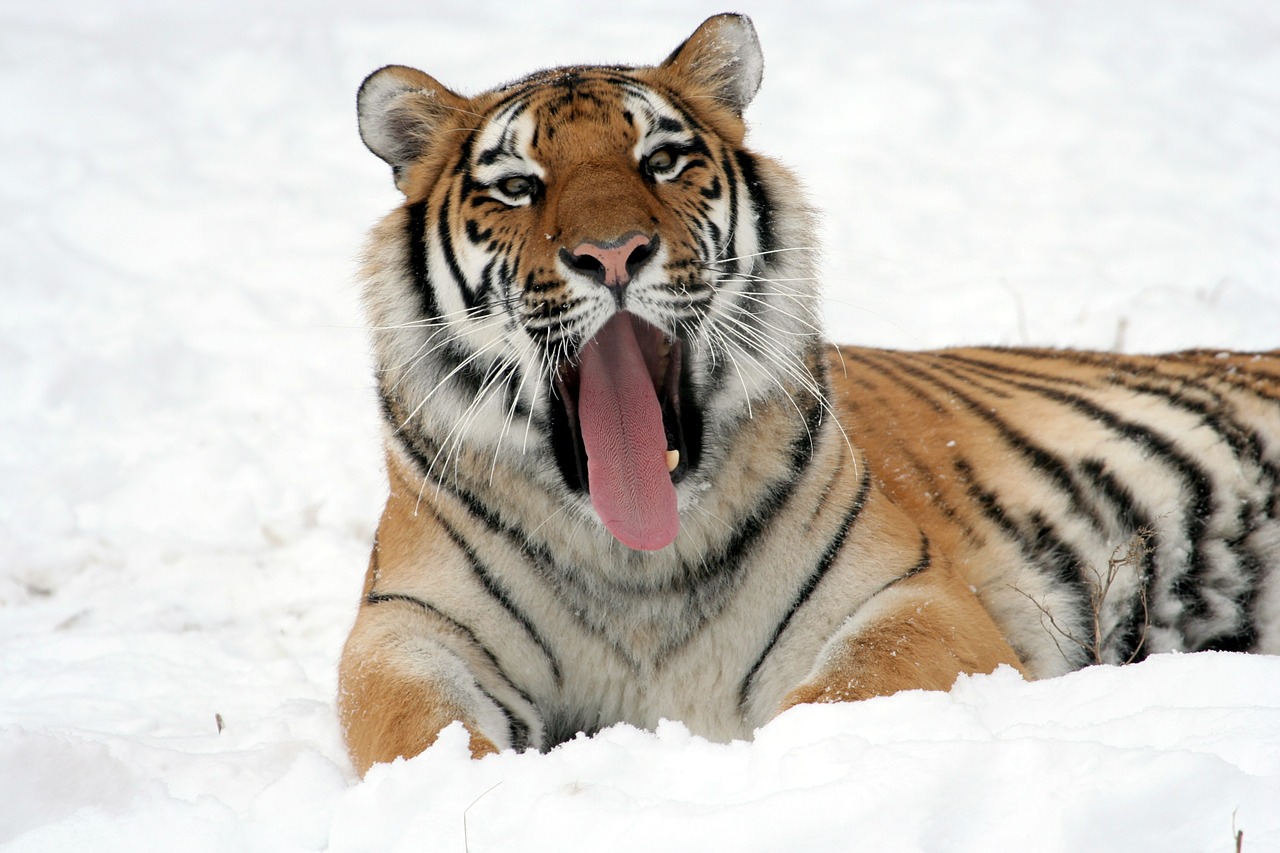 Tigras, Žiovulys, Sniegas, Suaugęs, Atsilenkimas, Zoologijos Sodas, Žiema, Didelė Katė, Juostelės, Laukinė Gamta