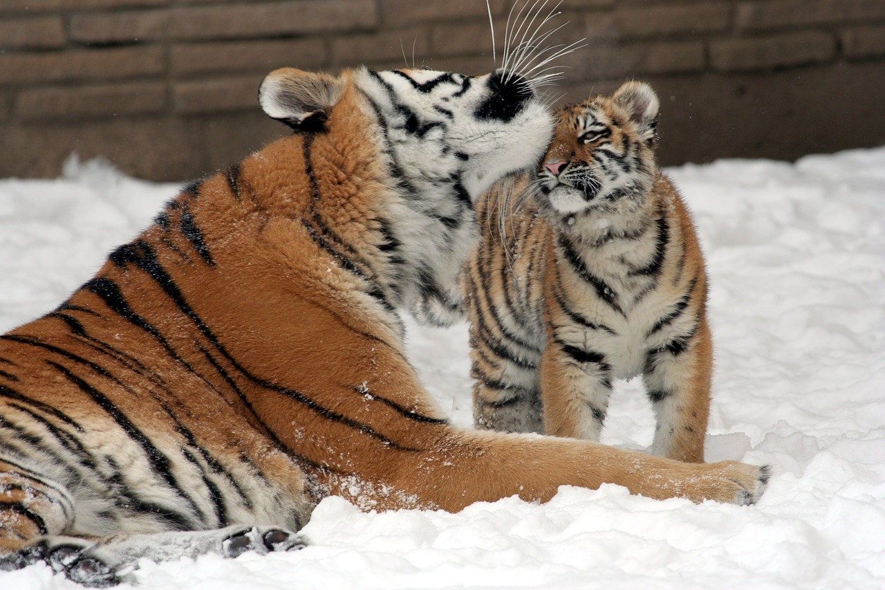 Tigras, Motina, Cub, Sniegas, Didelės Katės, Plėšrūnas, Laukinė Gamta, Juostelės, Zoologijos Sodas, Kailis