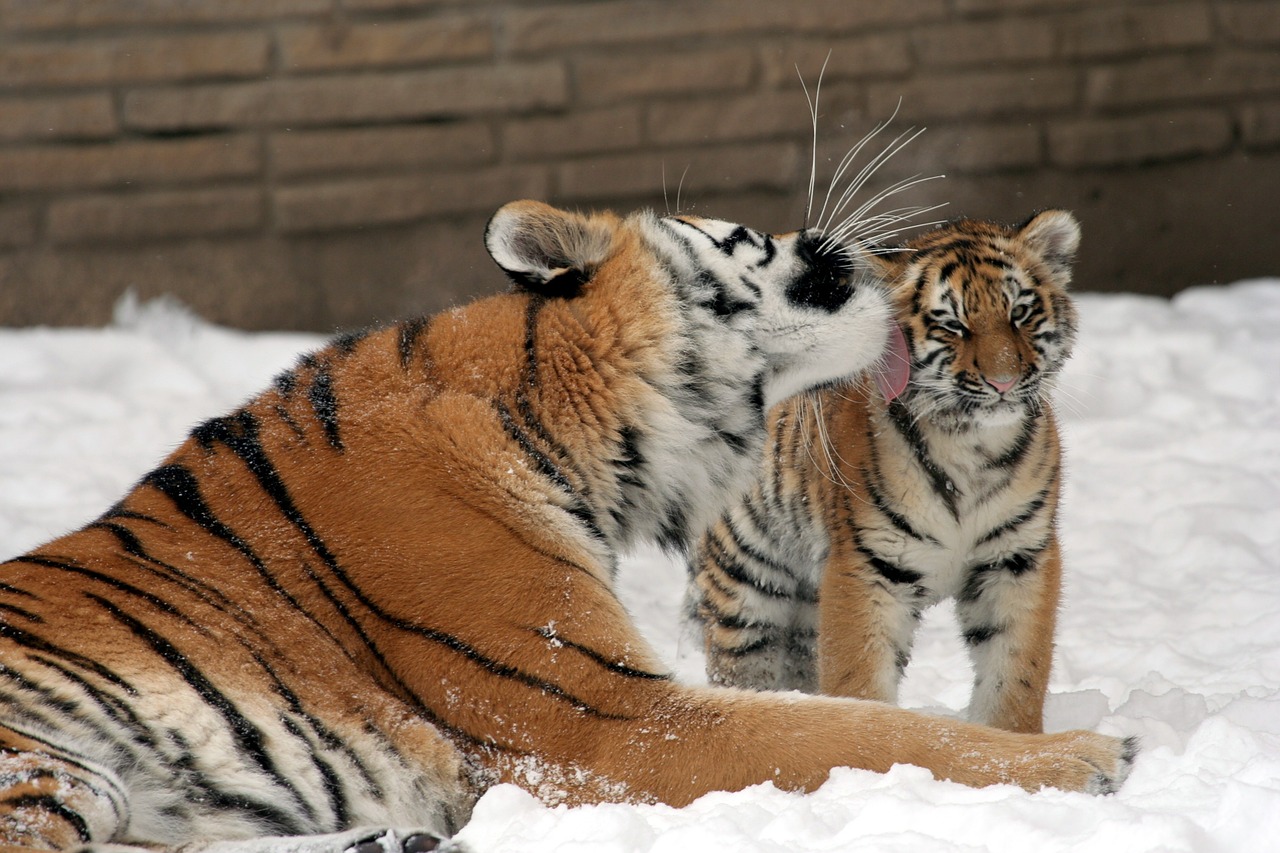 Tigras, Motina, Cub, Sniegas, Didelės Katės, Plėšrūnas, Laukinė Gamta, Juostelės, Zoologijos Sodas, Kailis